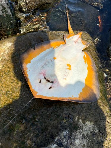 アカエイの釣果