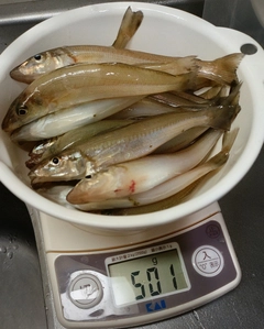 キスの釣果