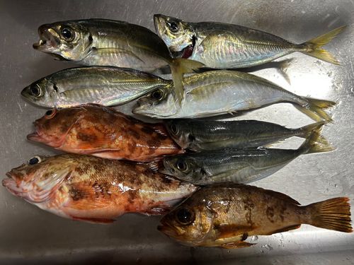 アジの釣果