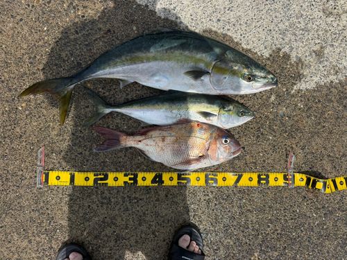 ブリの釣果