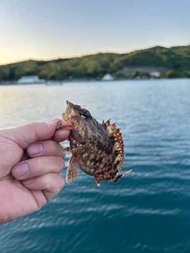 ガシラの釣果