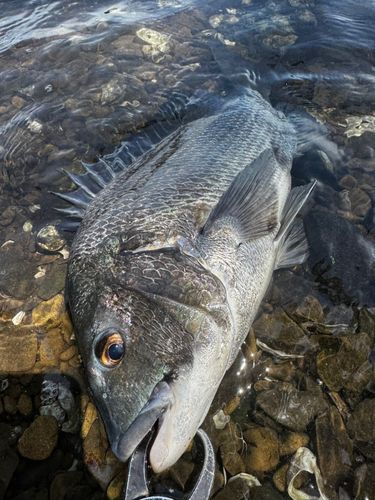 チヌの釣果