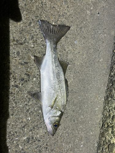 セイゴ（マルスズキ）の釣果