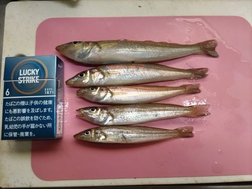 キスの釣果