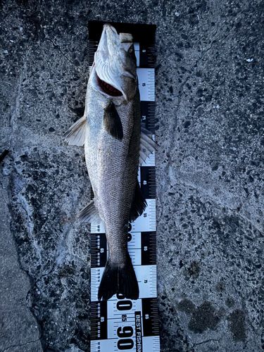 スズキの釣果