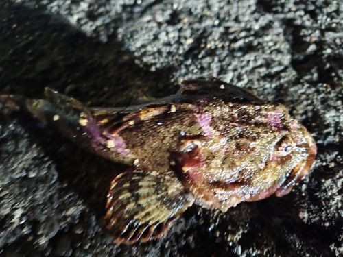 カジカの釣果