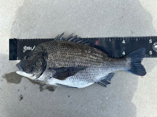 チヌの釣果