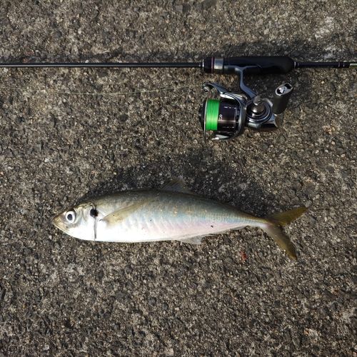 マルアジの釣果