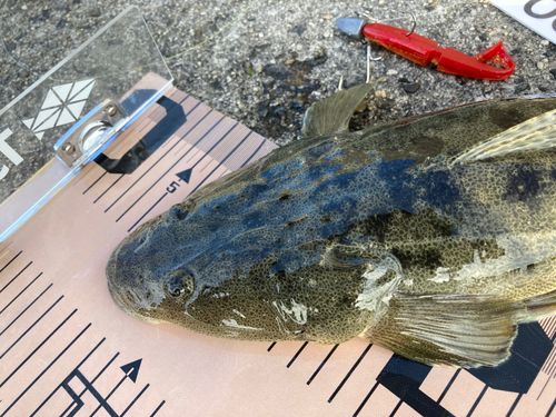 マゴチの釣果