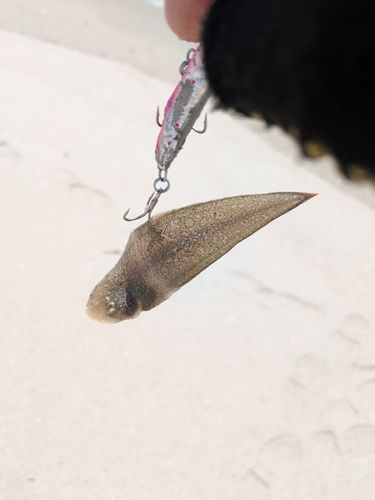 シタビラメの釣果