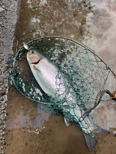 ニジマスの釣果