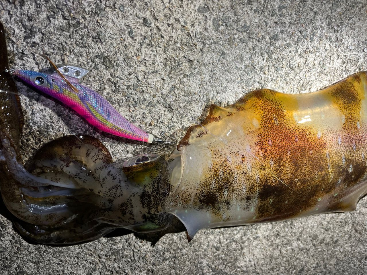 アオリイカの釣果写真