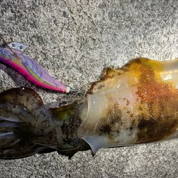 アオリイカの釣果写真
