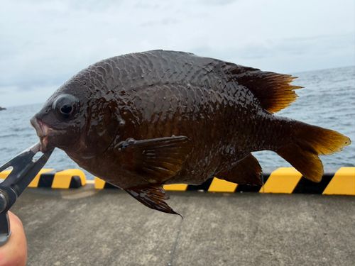 スズメダイの釣果