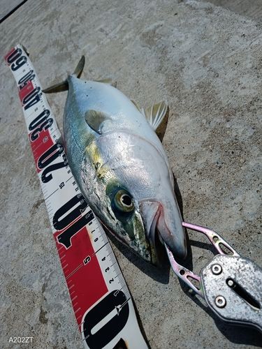 フクラギの釣果