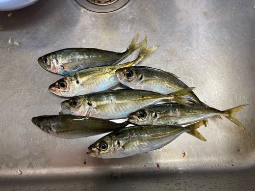 アジの釣果
