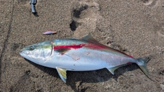 ブリの釣果