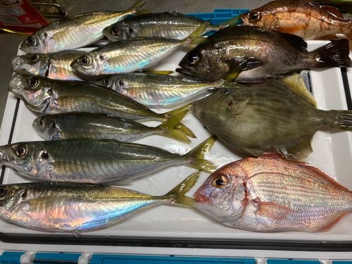 アジの釣果