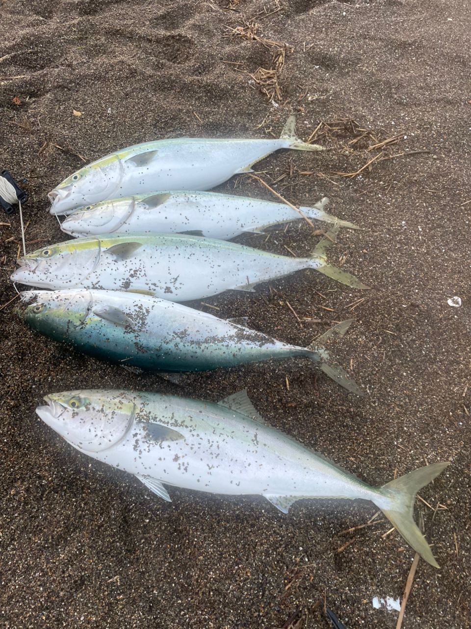 APIA グランデージ アトラス BLACKFIN 102HHの最安値・インプレ・釣果