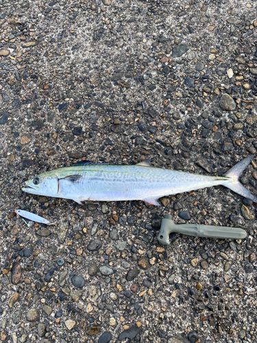 サゴシの釣果