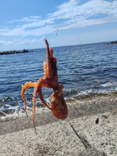 キスの釣果