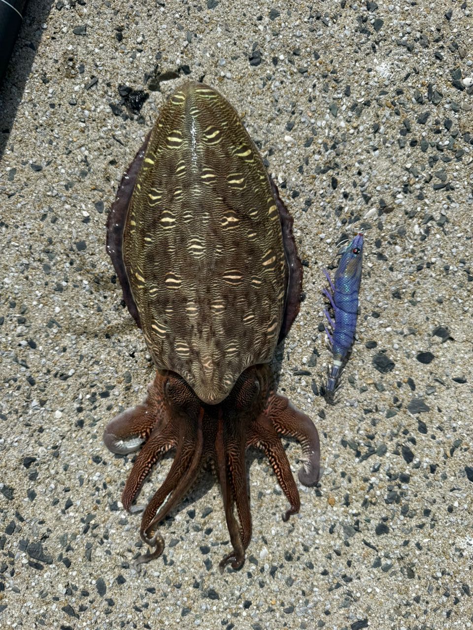 モンゴウイカの釣果写真