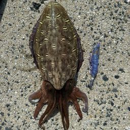 モンゴウイカの釣果写真