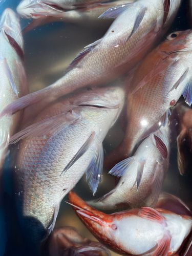 マダイの釣果