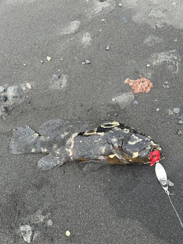 クエの釣果