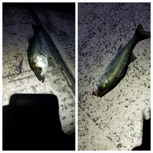 セイゴ（マルスズキ）の釣果