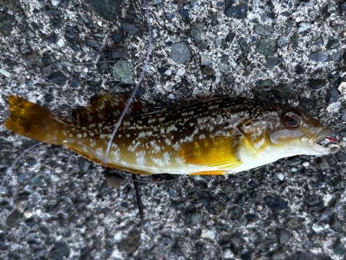 アイナメの釣果
