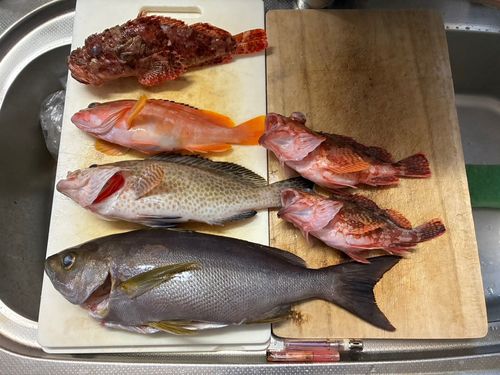 イサキの釣果