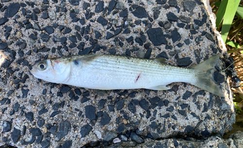ボラの釣果