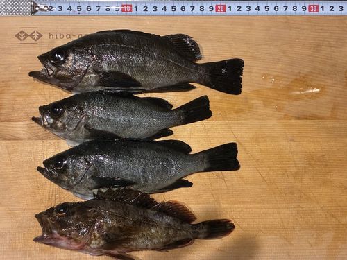 シロメバルの釣果