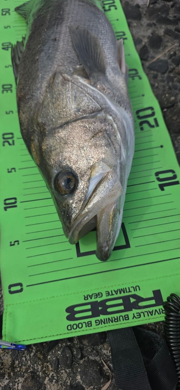 シーバスの釣果写真