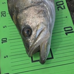 シーバスの釣果写真