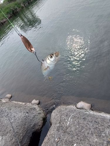 オイカワの釣果