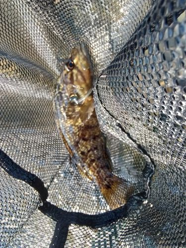 オイカワの釣果