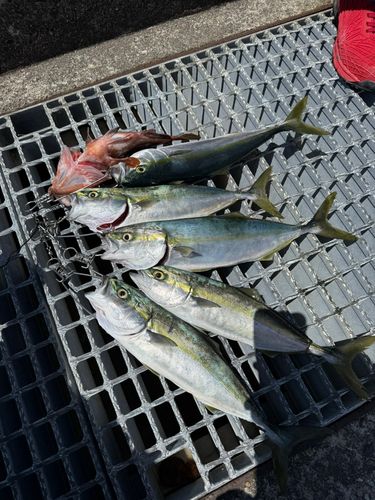 フクラギの釣果