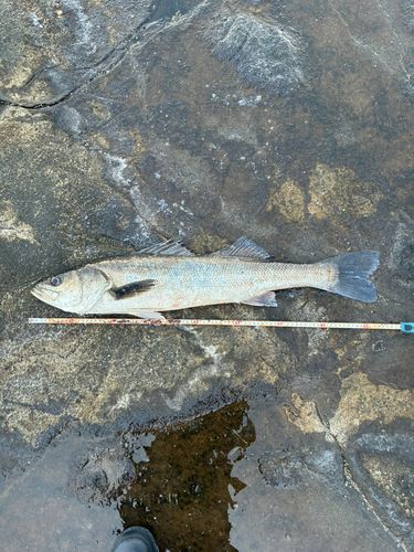 マルスズキの釣果