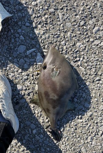 ウマヅラハギの釣果