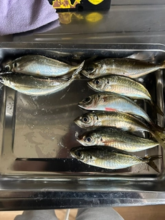 アジの釣果