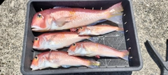アマダイの釣果