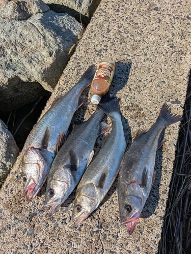 シーバスの釣果