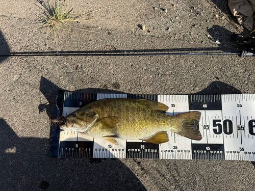 スモールマウスバスの釣果