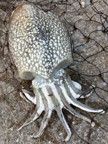 コウイカの釣果