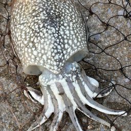 コウイカの釣果写真