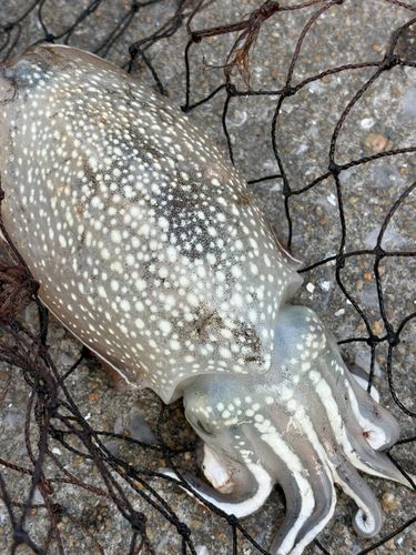 コウイカの釣果