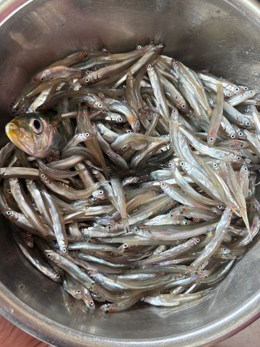 アユの釣果
