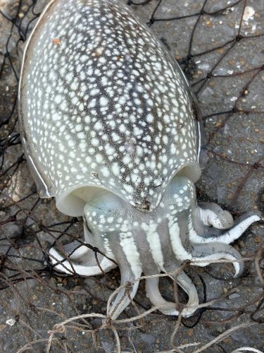 コウイカの釣果